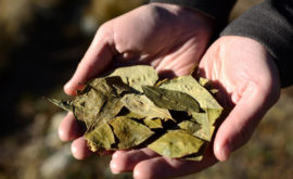 How the Coca leaf benefits your health